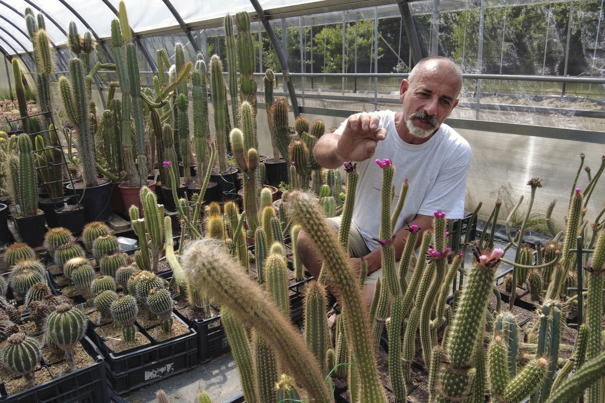 Andrea Cattabriga, President of the Association for Biodiversity and Conservation, examines his homegrown rare cacti at his greenhouse in San Lazzaro di Savena, Italy, Saturday, June 5, 2021. Cattabriga, a top expect on rare cacti, was called by the Carabinieri Military Police in February 2020 as a consultant to examine thousands of cacti stolen from from the Atacama Desert in Chile, confiscated when police conducted a massive cactus bust at a greenhouse along the Adriatic Coast in Italy.  (Trisha Thomas)