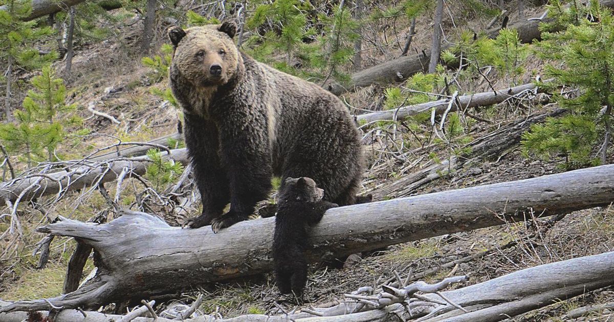 Idaho officials kill grizzly bear near Bonners Ferry The SpokesmanReview