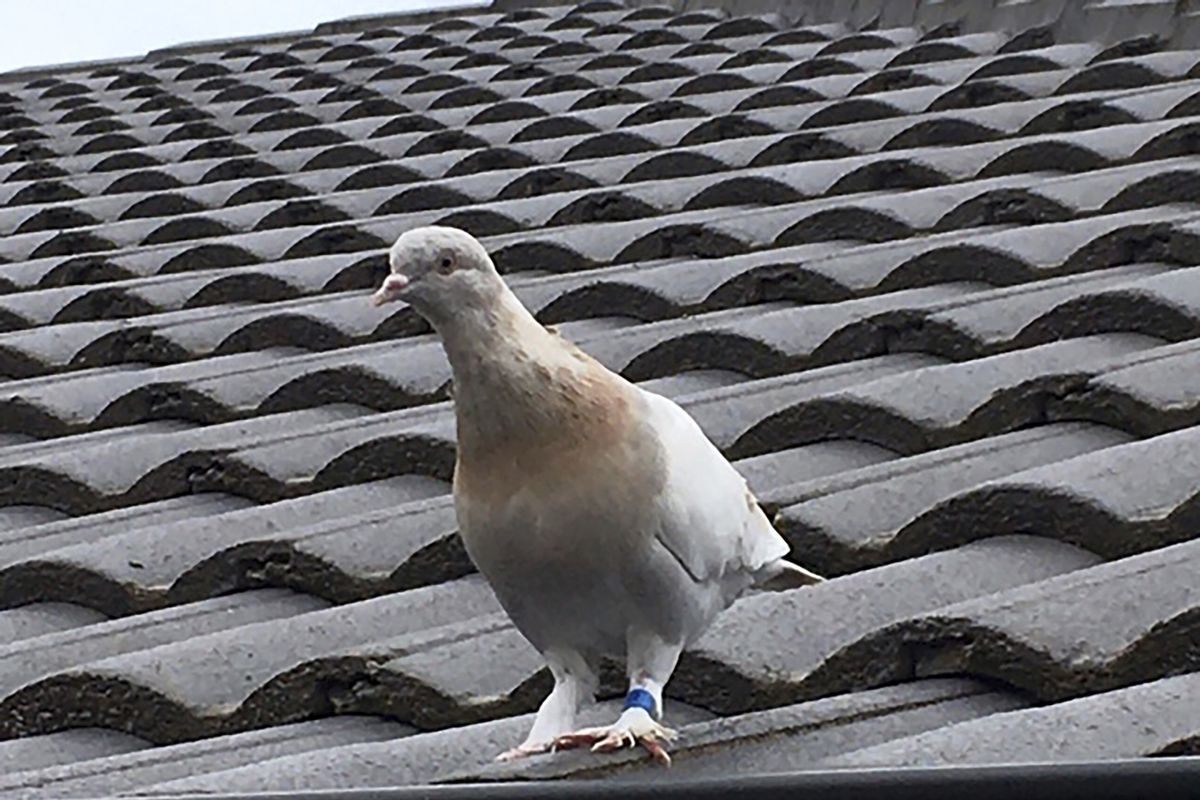 A racing pigeon sits on a rooftop Tuesday in Melbourne, Australia,  (Kevin Celli-Bird)