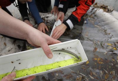 Students from Western Washington University and Peninsula College conduct a fish survey at the mouth of the Elwha River near Port Angeles, Wash., in December.  (Associated Press / The Spokesman-Review)