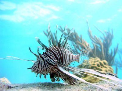 A  lionfish swims off Lee Stocking Island, Bahamas, in July 2007. The lionfish is rapidly spreading in the Caribbean’s warm waters, according to marine biologists who are studying the phenomenon.  (File Associated Press / The Spokesman-Review)