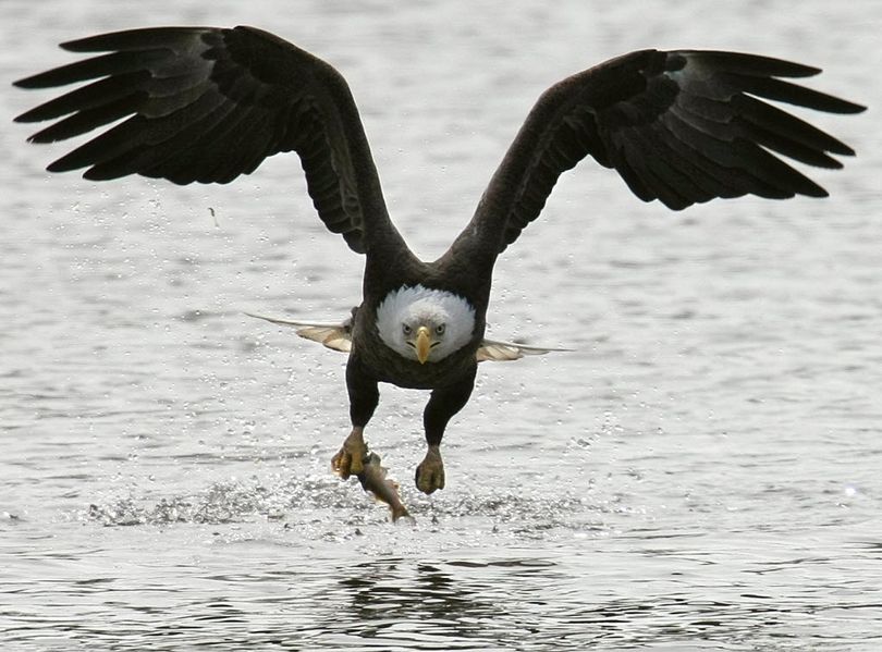 A  bald  eagle flies off with its catch at Frentress Lake in the backwaters of the Mississippi River Friday, March 19, 2010, in East Dubuque, Ill. People have reported seeing over fifty  bald  eagles at once. (AP Photo/The Telegraph Herald, Jessica Reilly)  (AP Photo/The Telegraph Herald, Jessica Reilly)