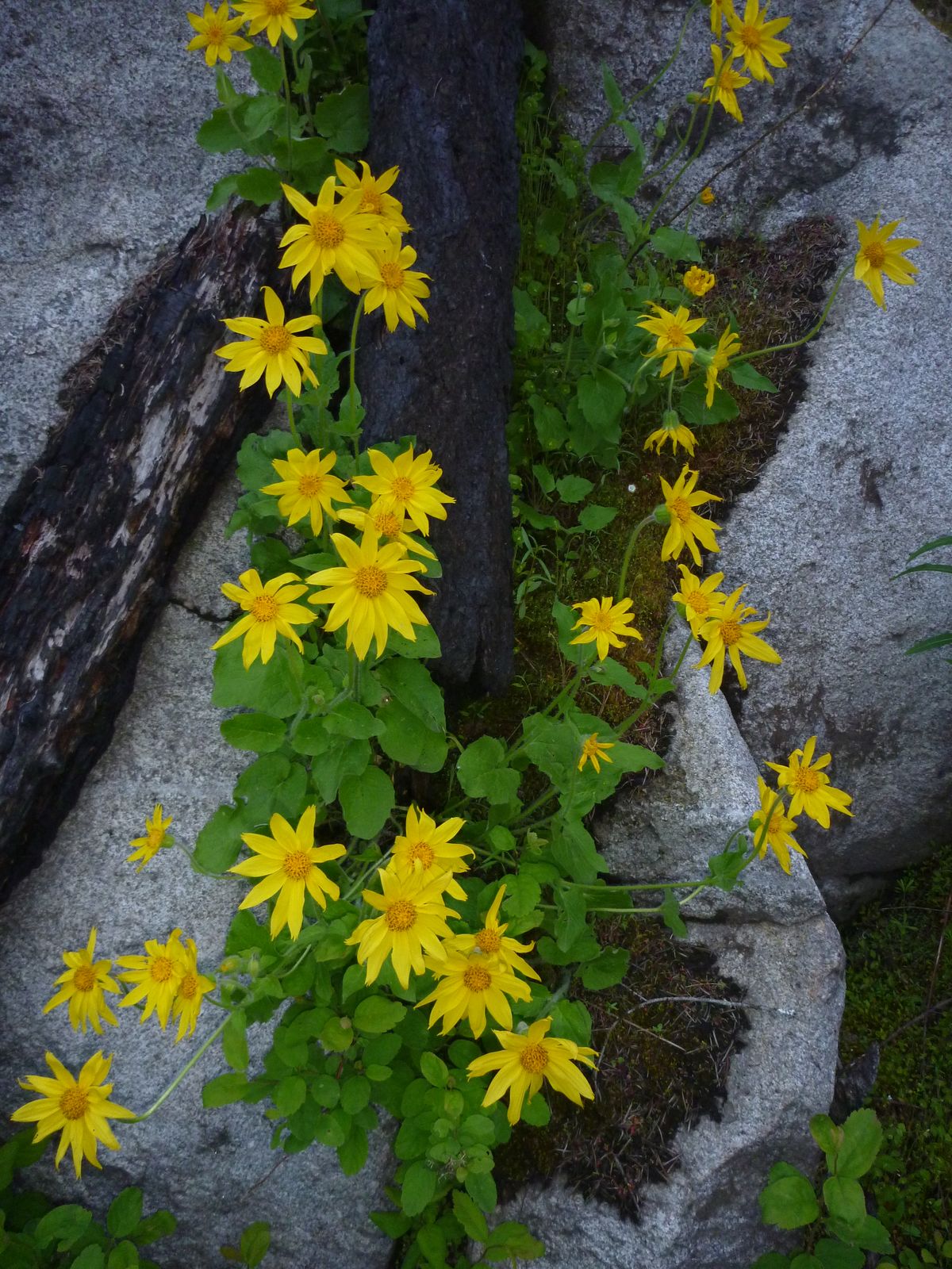 Wildflower bloom continues in Riverside State Park | The Spokesman-Review