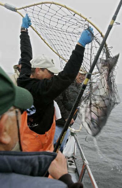 Tom Brenot hauls in this 22-pound salmon for Yukio Manabe, foreground, during the opening day of 2007's salmon season near San Francisco. Associated Press
(File Associated Press / The Spokesman-Review)