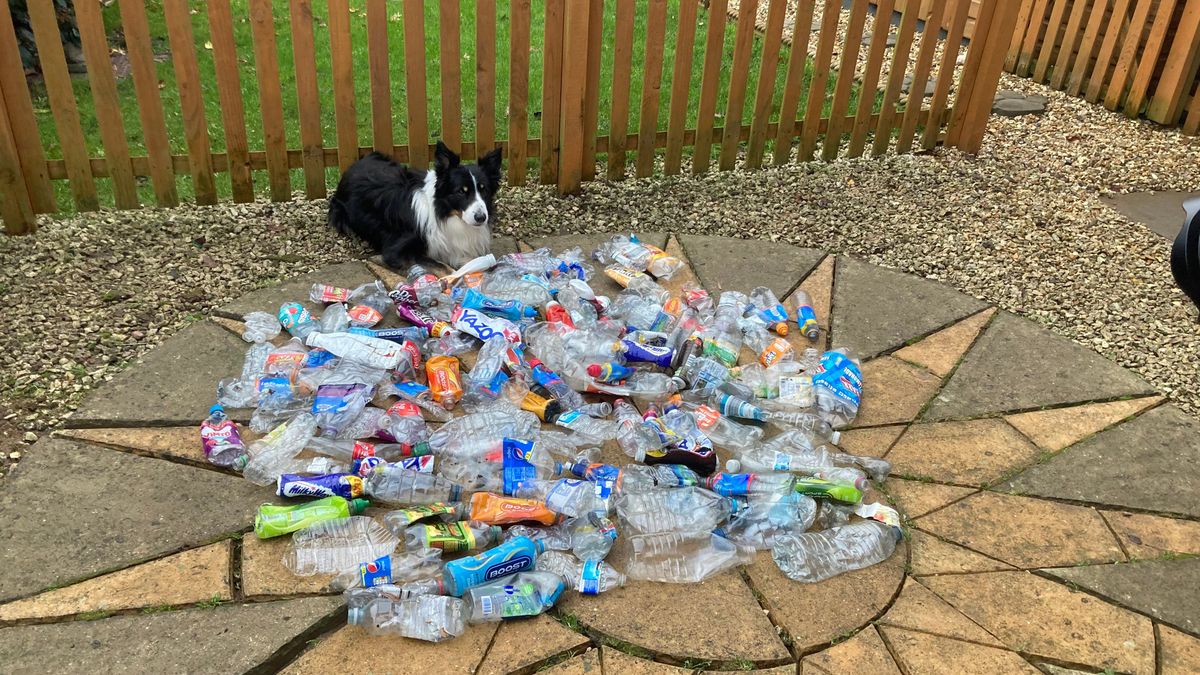 Scruff the border collie with some of the littered plastic bottles he picked up this year in parks and along roadsides in Nuneaton, England.  (David Grant)