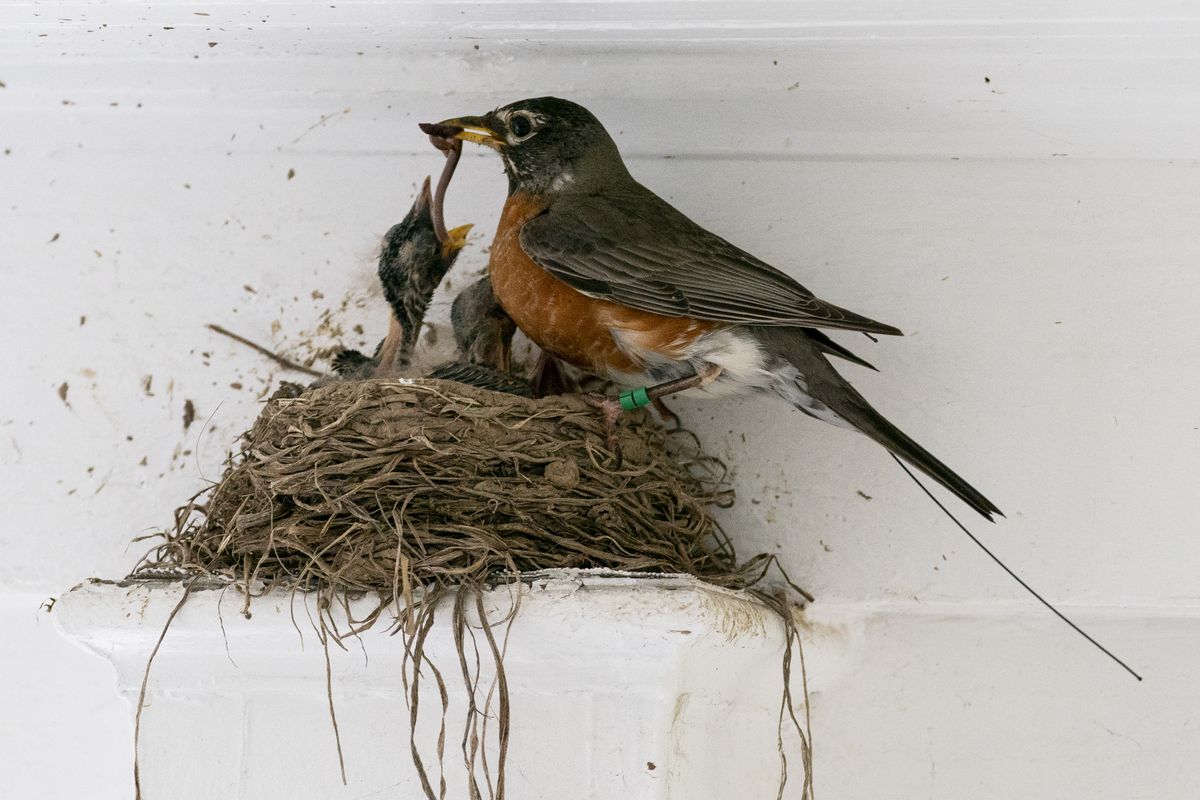 The antenna of an Argos satellite tag extends past the tail feathers of a female American robin as she feeds a worm to her hungry nestlings on a front porch in Cheverly, Md., Sunday, May 9, 2021. A new antenna on the International Space Station and receptors on the Argos satellite, combined with the shrinking size of tracking chips and batteries, are allowing scientists to remotely monitor small animal and songbird movements in much greater detail than ever before.  (Carolyn Kaster)