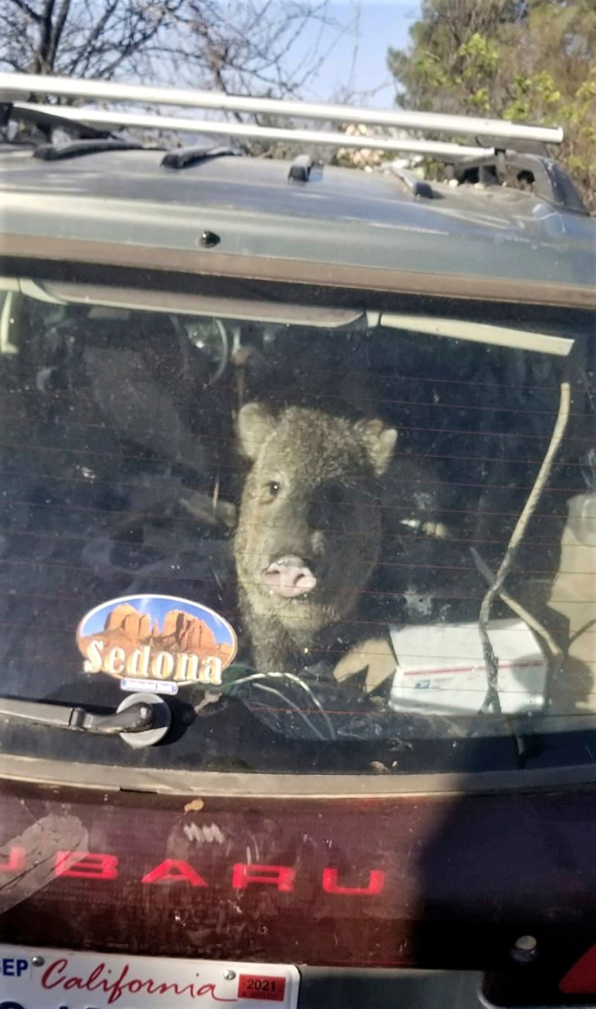 In this photo provided by the Yavapai County Sheriff’s Office, a javelina is seen inside a Subaru station wagon in Cornville, Ariz., Wednesday, April 6, 2022. Sheriff's deputies in Yavapai County responded to the call in the community 10 miles south of Sedona, Ariz., about the javelina stuck in a car. The animal had jumped in to get to a bag of Cheetos when the hatch closed.  (HOGP)