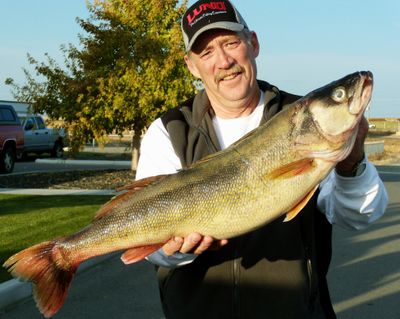 Chupa holds Idaho state record walleye. Idaho Fish and Game (Idaho Fish and Game / The Spokesman-Review)