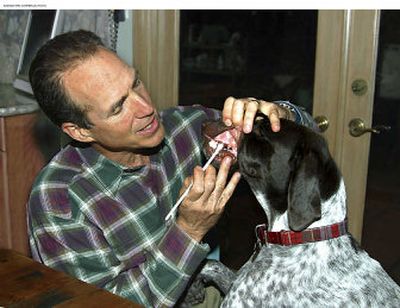 
 Dr. Jan Bellows, owner of Hometown Animal Hospital and Dental Clinic in Weston, Fla., applies plaque prevention gel to three-year-old Dylan at home. Smelly doggy breath isn't just unpleasant — it's a sign of something serious: gum disease. Striking 85 percent of dogs by age 4, it's the most frequently diagnosed health problem in pets. Veterinarians nationwide urge dog owners to start caring for their dogs' teeth.
 (AP / The Spokesman-Review)