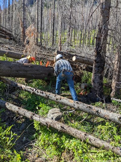 Tom Janes and Beau Lacrosse of the Back Country Horsemen Hot Shots trail crew use a crosscut saw to clear blowdowns off Billy Goat Trail 502 in the Pasayten Wilderness in July 2022.   (Courtesy of Back Country Horsemen of Washington)