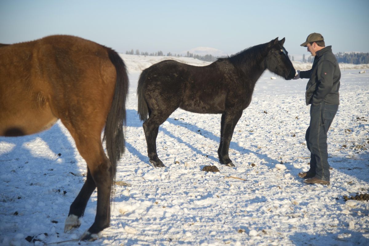 Cheney horses’ tails partially cut off The SpokesmanReview