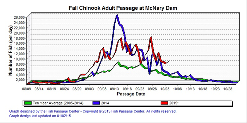 Adult fall chinook counts over McNary Dam, last Columbia River dam before the uptream-migrating salmon enter the Hanford Reach. (Fish Passage Center)