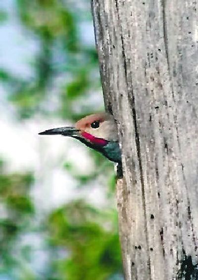 
A northern flicker peaks out of a natural nest in a tree cavity, where it poses no nuisance to Critter Watch.
 (The Spokesman-Review)