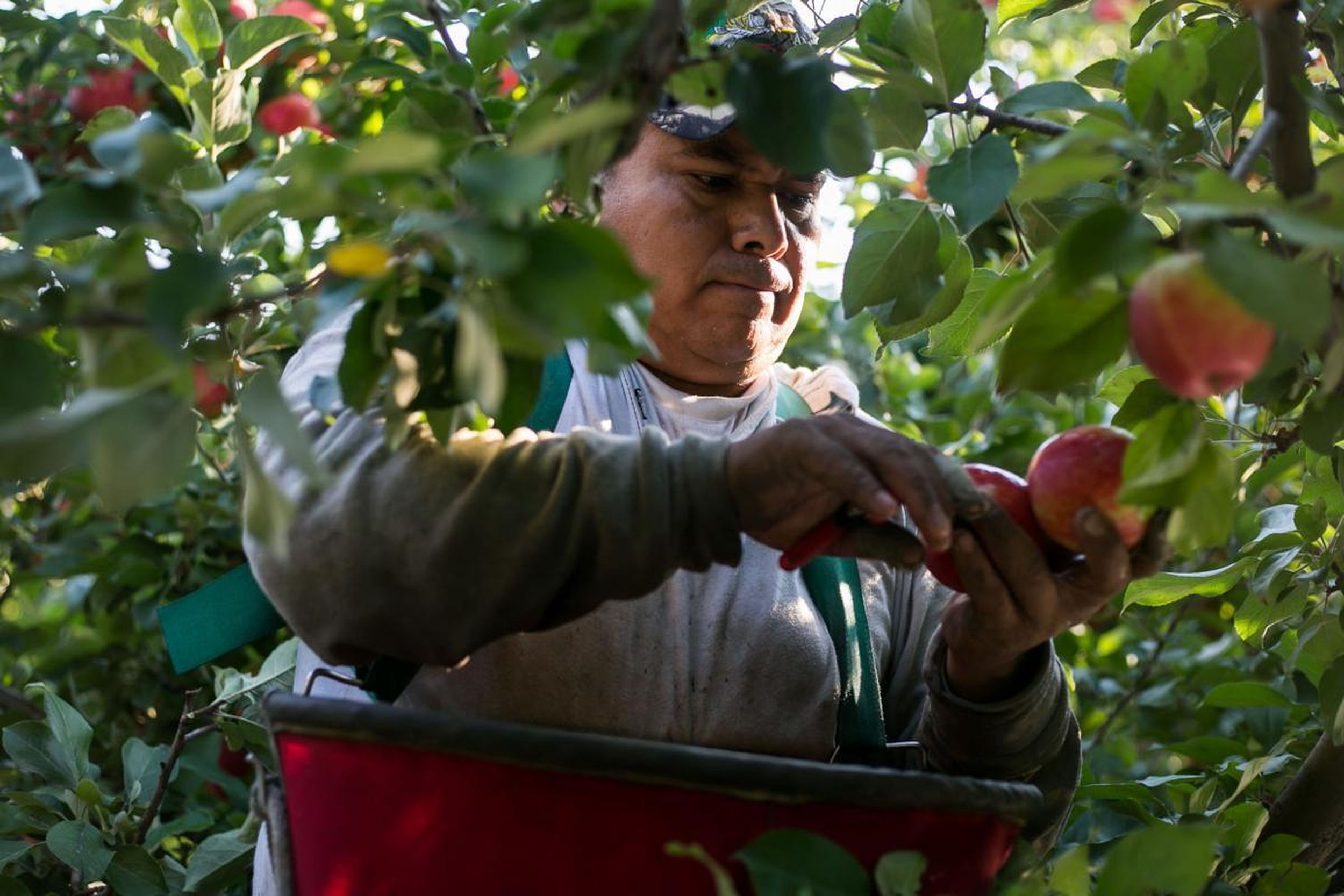 Red Delicious no longer king as Yakima Valley embraces apple diversity