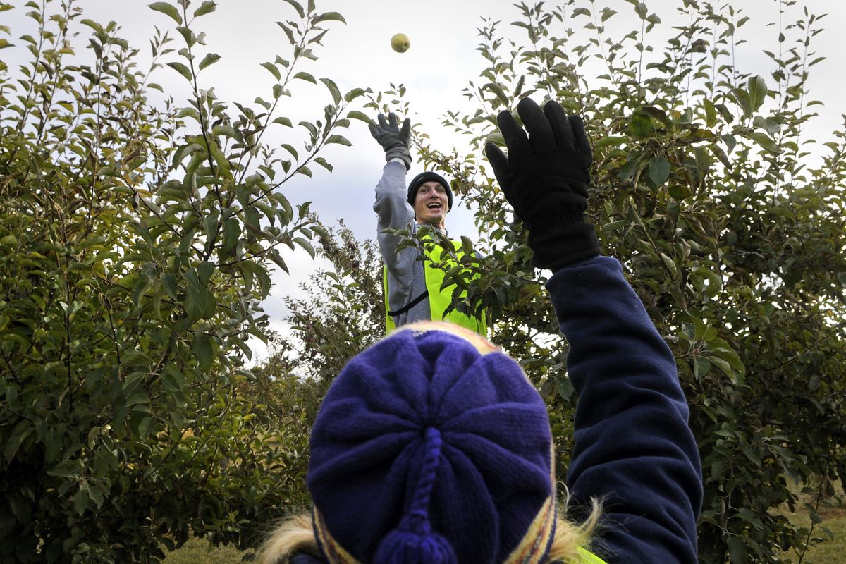 Jeff Dierdorf tosses a Golden Delicious apple to his wife, Melissa, at Green Bluff’s Cherry Shack Orchard on Saturday. Volunteers gathered to harvest the remaining fruit to donate to the Second Harvest Food Bank. (Dan Pelle)