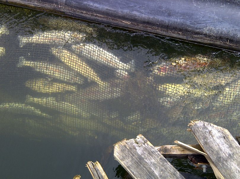On May 26, 2011, rainbow trout float dead in a net pen operated by Pacific Seafood on Lake Rufus Woods, the Columbia River reservoir downstream from Grand Coulee Dam. (Pacific Seafood)