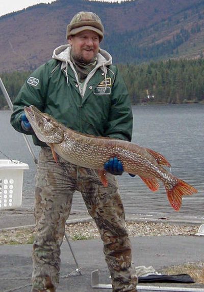 
Bob Volz of the North Idaho Pike Association holds a 20-pounder.
 (PHOTO COURTESY OF N. IDAHO PIKE ASSOCIATION / The Spokesman-Review)