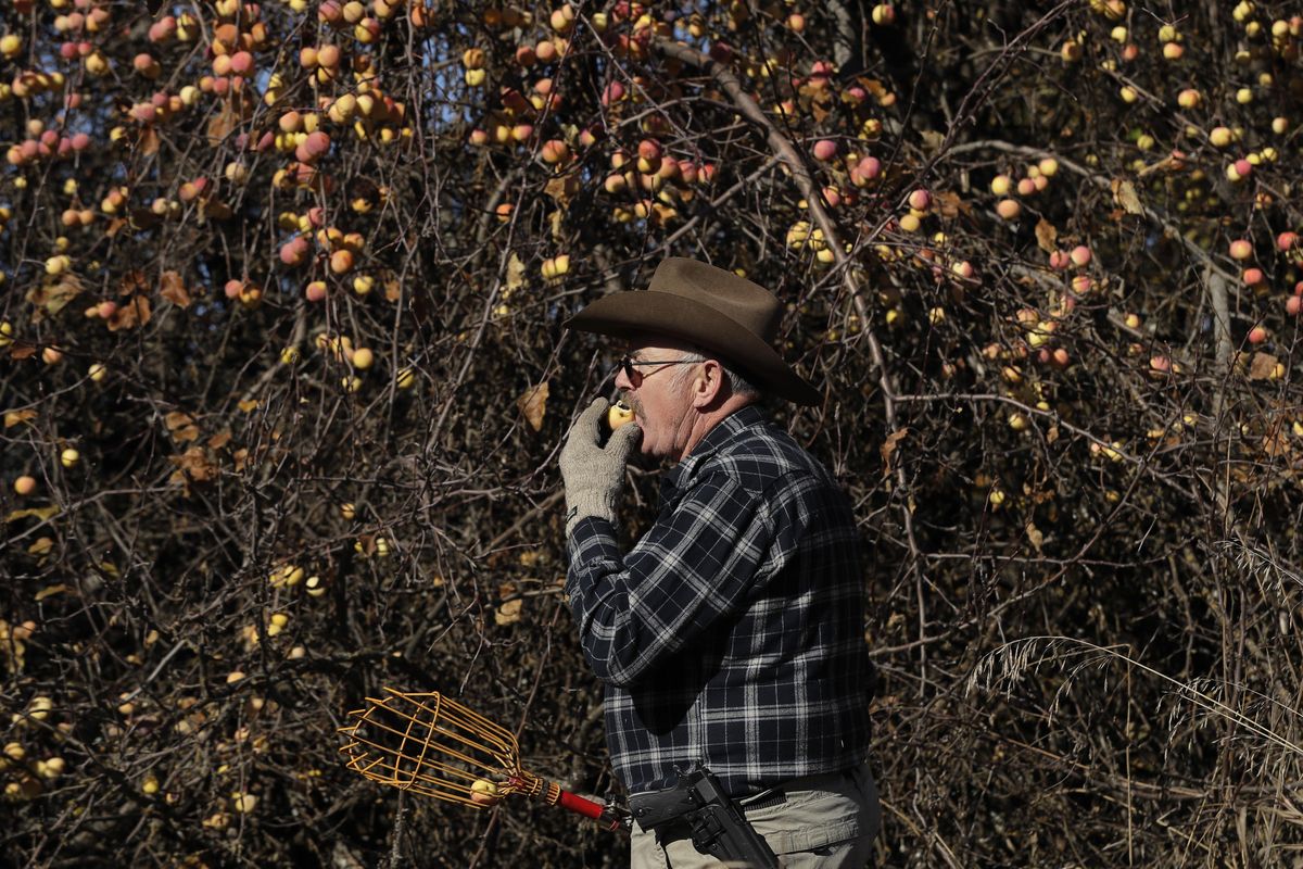 Amateur botanist E.J. Brandt, of The Lost Apple Project, bites into an apple he picked from a tree Oct. 29 in an orchard near Troy, Idaho. Brandt and fellow botanist David Benscoter have rediscovered at least 13 long-lost apple varieties in homestead orchards, remote canyons and windswept fields in eastern Washington and northern Idaho that had previously been thought to be extinct. (Ted S. Warren / Associated Press)