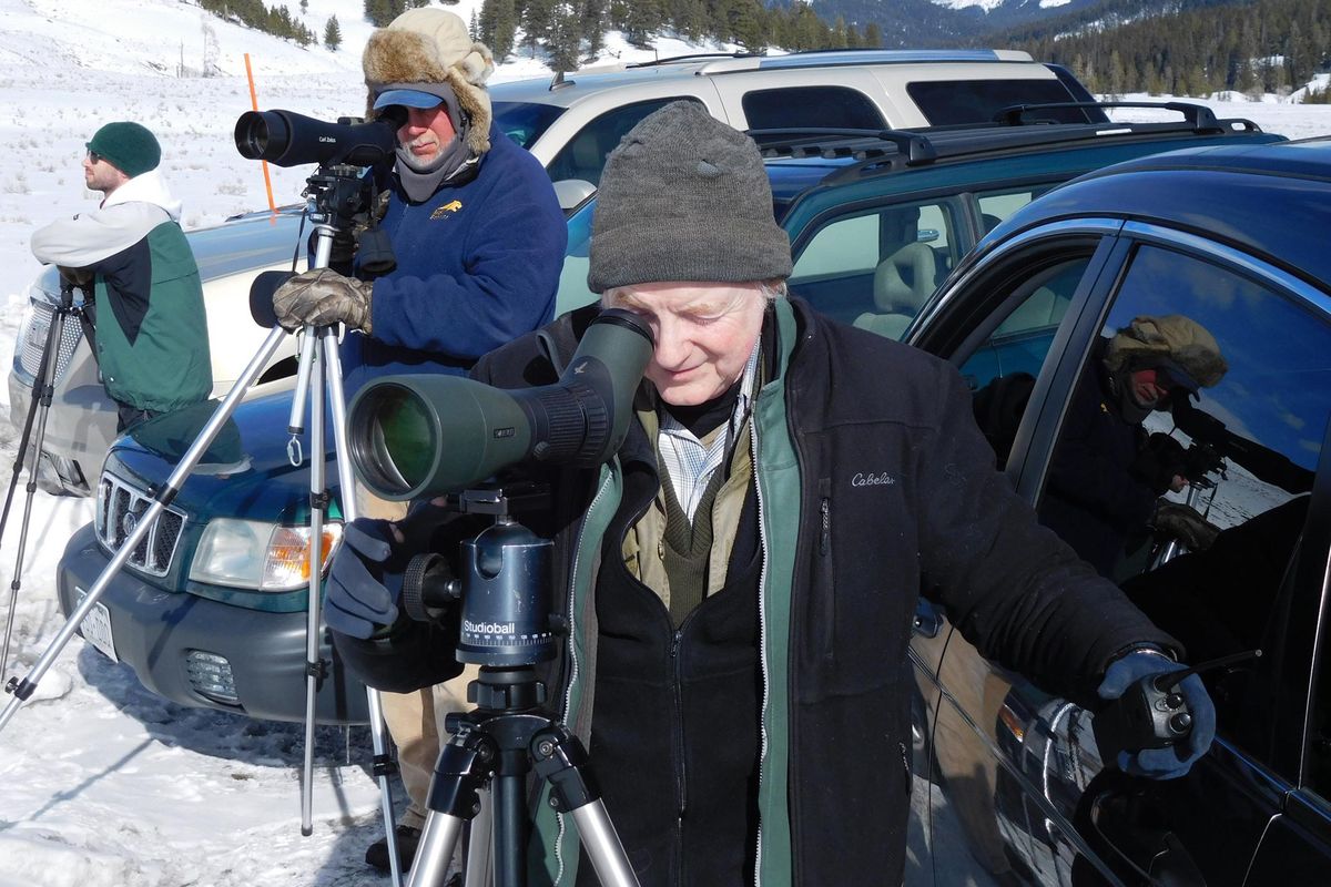 Veteran wolf biologist Rick McIntyre adjusts his spotting scope as the Lamar Canyon Pack rests near Soda Butte in Yellowstone National Park. Volunteer wolf watchers like Steve Maras, in the fur hat, spend hours observing wolves and sharing information with tourists. (Rob Chaney / Rob Chaney Missoulian)