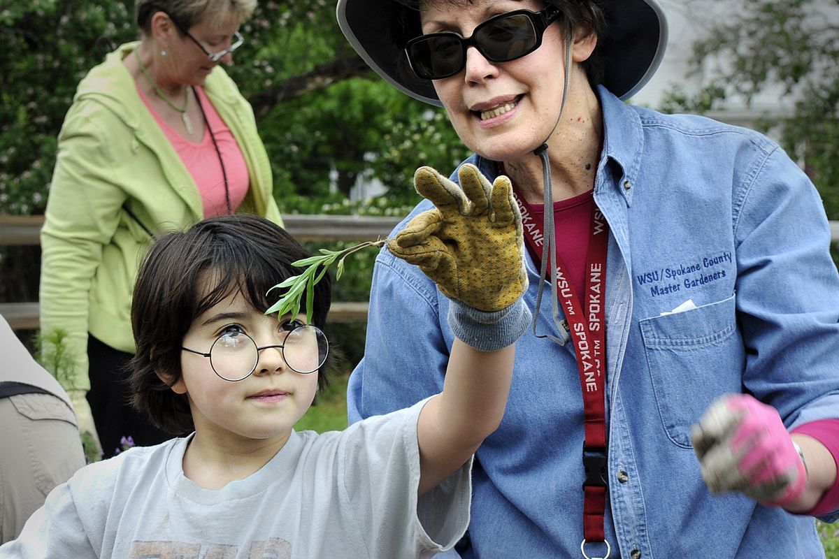 Master Gardener Sue Malm helps identify a weed for 2nd  grader Risa Lockwood at the  Upper Manito Park garden the kids will be planting for the summer. (Christopher Anderson / The Spokesman-Review)