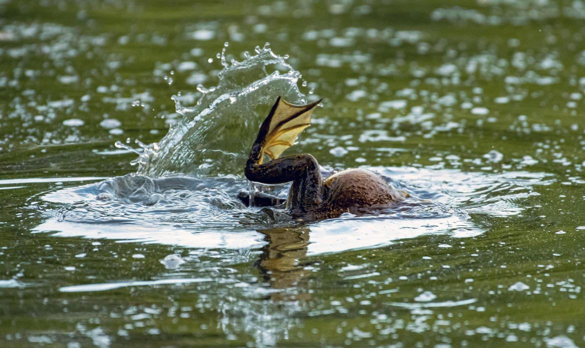 Bullfrogs in Cannon Hill Pond - June 14, 2019 | The Spokesman-Review