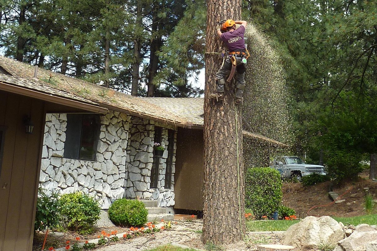 This shows the final stages of removing the third tree, my “big boy” ponderosa. (Stefanie Pettit / The Spokesman-Review)