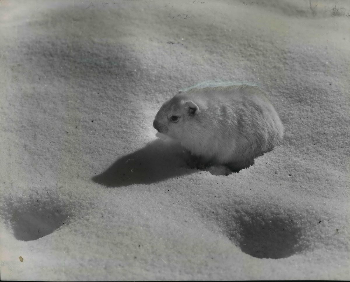 FILE PHOTO FROM 1956 – This is Gus the Groundhog and there is no doubt that his shadow is there for the seeing. But Gus, invited by a Spokane Daily Chronicle photographer to step out of a snug cage in a warm East Sprague pet store, didn’t appear to relish the cold and snow any more than the photographer did, and he closed his little pink eyes. (Spokesman-Review archives)