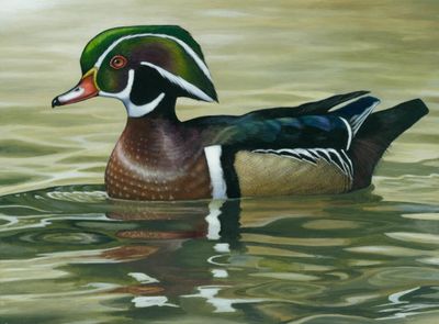 A wood duck graces the 2009 federal junior duck stamp, with artwork by Lily Spang, 16, of Toledo, Ohio. (The Spokesman-Review)