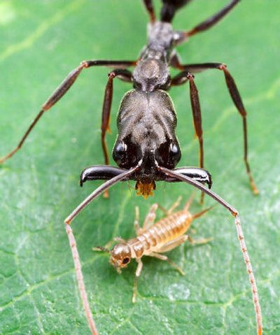 
This photo provided by the Proceedings of the National Academy of Sciences shows a trap-jaw ant preparing to strike its prey. 
 (Associated Press / The Spokesman-Review)