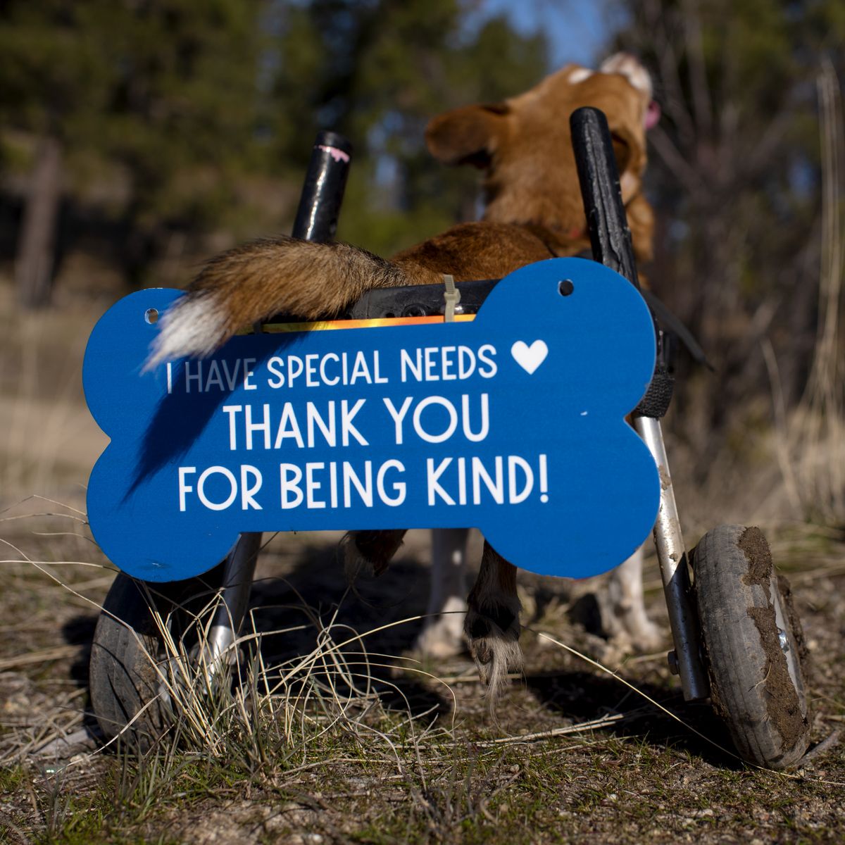 The license plate on Notorious’ wheelchair  (Angela Schneider Noses & Toes Pet Photography)