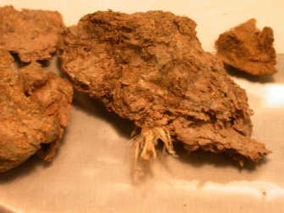 
This photo shows newly discovered human  fossil feces from a cave deposit in Oregon, the oldest evidence of humans in North America. Associated Press
 (Associated Press / The Spokesman-Review)