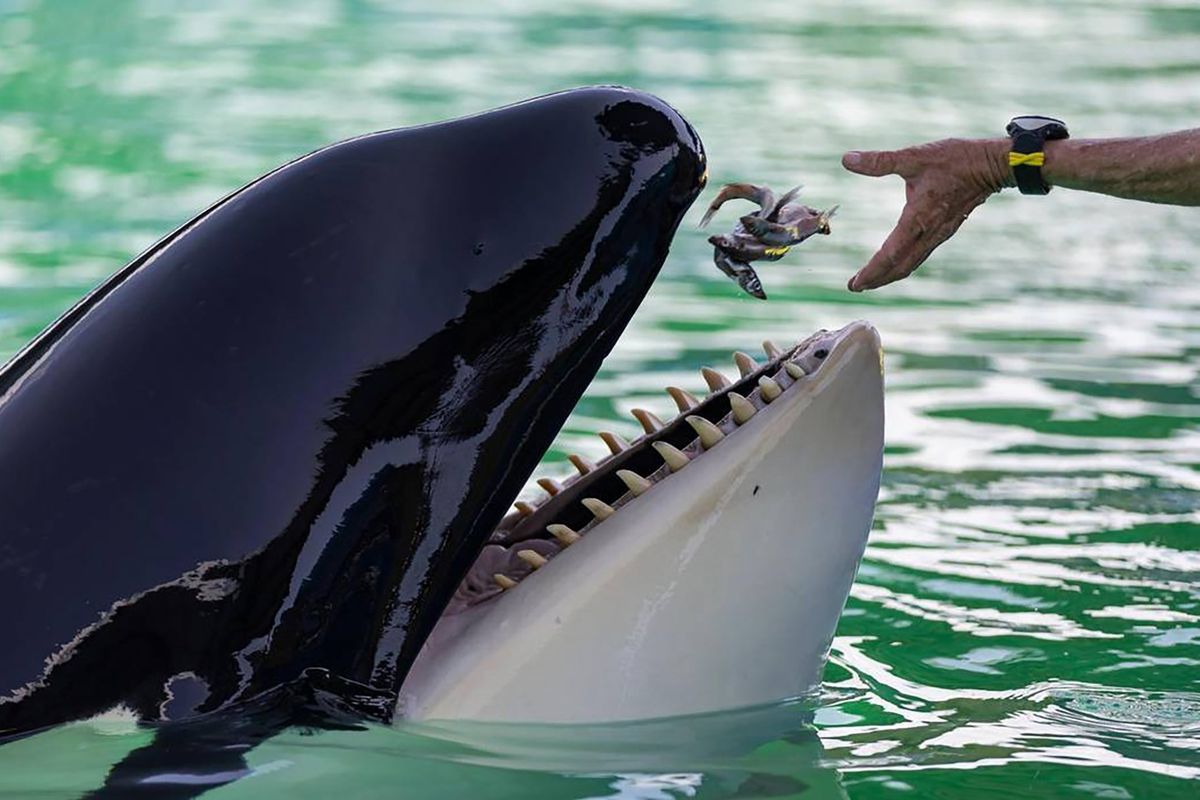 Lolita the killer whale, also known as Tokitae and Toki, is fed inside her stadium tank at the Miami Seaquarium on July 8 in Miami. After officials announced plans to move Lolita from the Seaquarium, trainers and veterinarians were working to prepare her for the move, but the orca died on Friday.  (Matias J. Ocner)