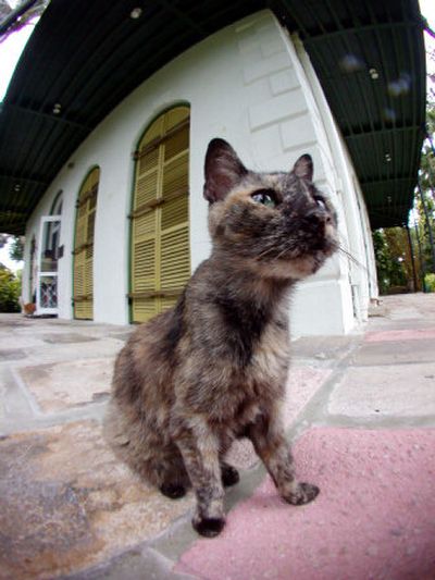 
Rags, one of the six-toed descendants of the cat given to Ernest Hemingway, is one of 44 cats at  the Hemingway House in Key West, Fla. 
 (Associated Press / The Spokesman-Review)