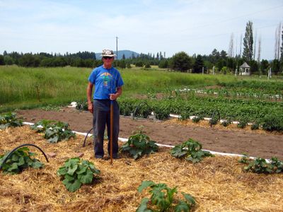 Dave Swett, retired owner of Yesterday’s Farm in Deer Park, has a healthy, productive vegetable garden despite this year’s challenges. Special to  (Susan Mulvihill Special to / The Spokesman-Review)