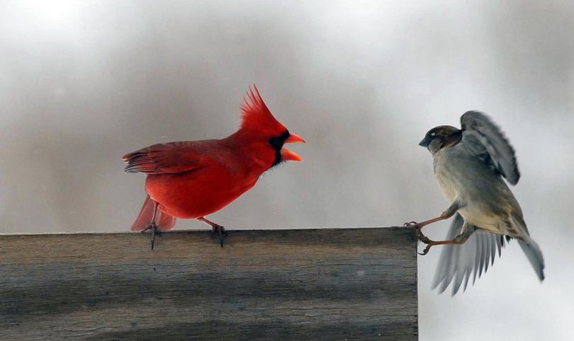 A cardinal chases a wren away from a feeder Saturday, Jan. 9, 2010 near Maysville, Ky. (Terry Prather / The Ledger Independent)