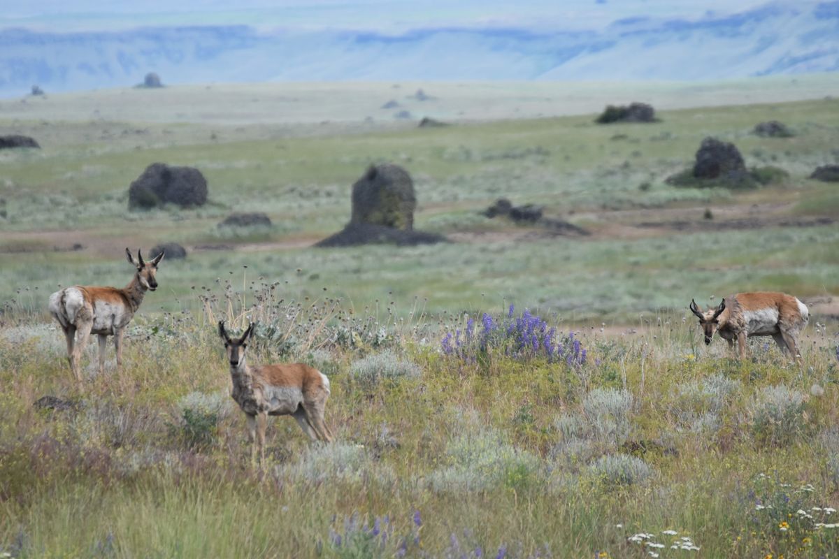A trio of pronghorn hang out on the Colville Reservation in June 2019.    (Courtesy of Adam Gebauer )
