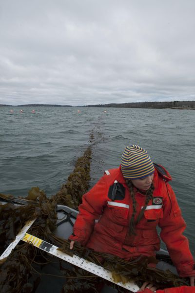 In this March 2016 photo provided by The Island Institute, Bigelow Laboratory research associate Brittney Honisch measures a piece of sugar kelp before harvest in Casco Bay, Maine. (Scott Sell / Associated Press)