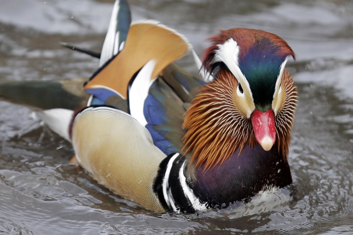 A Mandarin duck swims in Central Park in New York, on Wednesday, Dec. 5, 2018. In the weeks since it appeared in Central Park, the duck has become a celebrity. (Seth Wenig / AP)