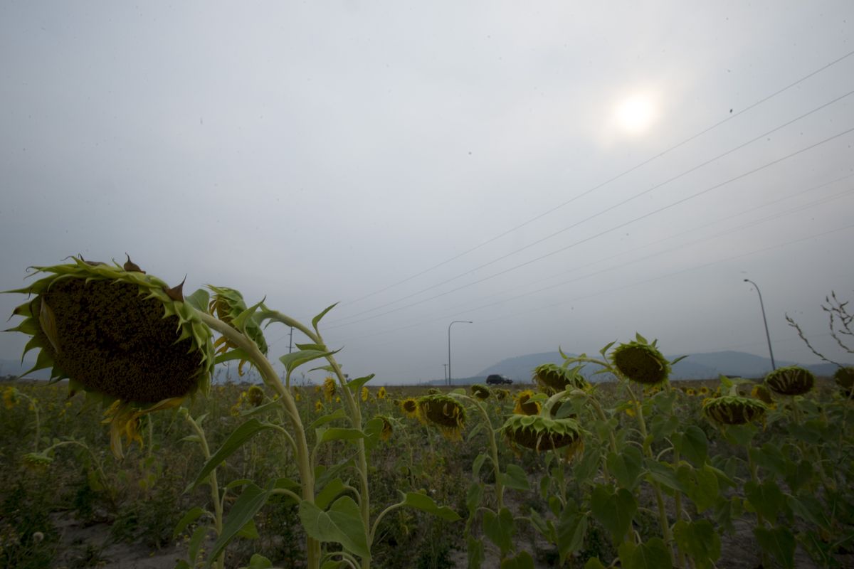 The late afternoon sun beats down on sunflowers on Monday near Chewelah, Wash. The Inland Northwest has been under a severe drought this year, along with most of the West. (Tyler Tjomsland)