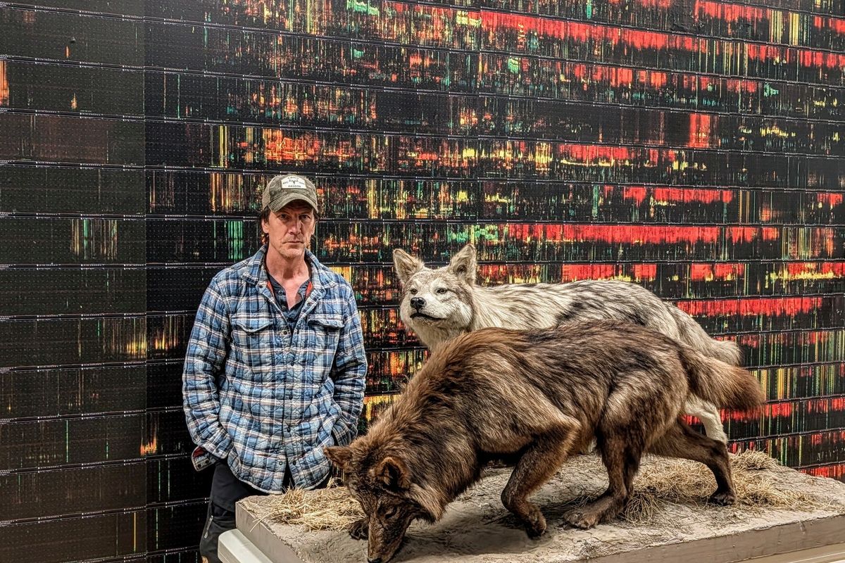 Jeff Reed poses with two of the last wild wolves shot in Yellowstone while behind him are representations of wolf howls, barks and yips. The display is at Livingston’s Yellowstone Gateway Museum.  (Courtesy of Mark Brammer/Yellowstone Gateway Museum)
