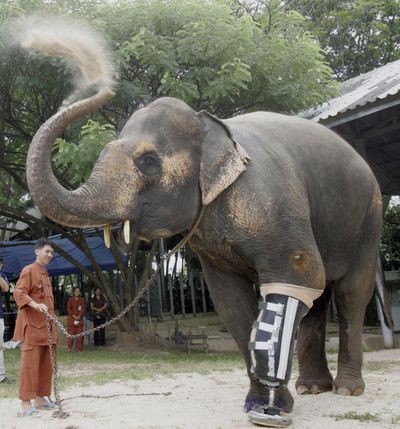 Motola uses her trunk to spray dust after walking out of an enclosure with her new artificial leg at the Elephant Hospital in Lampang province, northern Thailand, on Sunday.  (Associated Press / The Spokesman-Review)