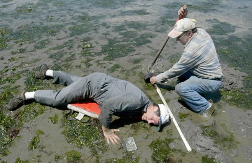 Dave Gooding, left and Roy Osterhout, both of Bremerton, Wash., hits the tide flats in search of geoduck on the beach in Retsil, Wash., Friday, June 4, 2004. Gooding was not shy about getting wet for a tasty clam buried two or three feet in the sand. Hundreds of people explored Puget Sound's beaches Friday, with many more expected to head out over the weekend as the lowest tides in 19 years are revealing all sorts of unusual creatures. (Associated Press)