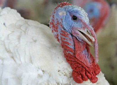 
A 19-week-old turkey is shown on the Clayton Straughn farm near Turkey, N.C. The new Butterball LLC, formed when ConAgra Foods Inc sold the iconic brand to privately held Carolina Turkey in October, claims consumers won't notice the change this Thanksgiving.
 (Associated Press / The Spokesman-Review)
