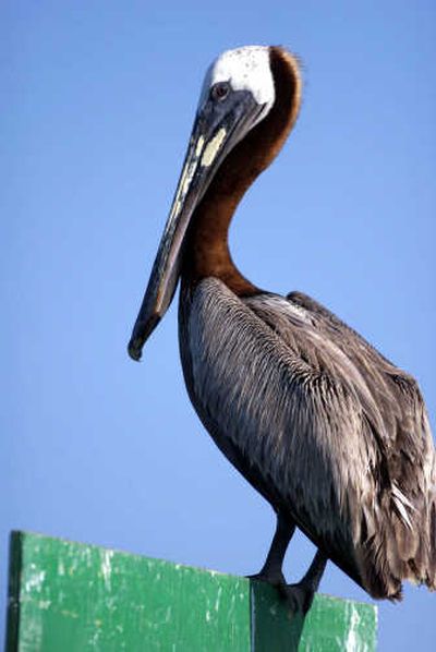 
A brown pelican sits atop a sign on South Padre Island along the Texas Gulf Coast. Associated Press
 (File Associated Press / The Spokesman-Review)
