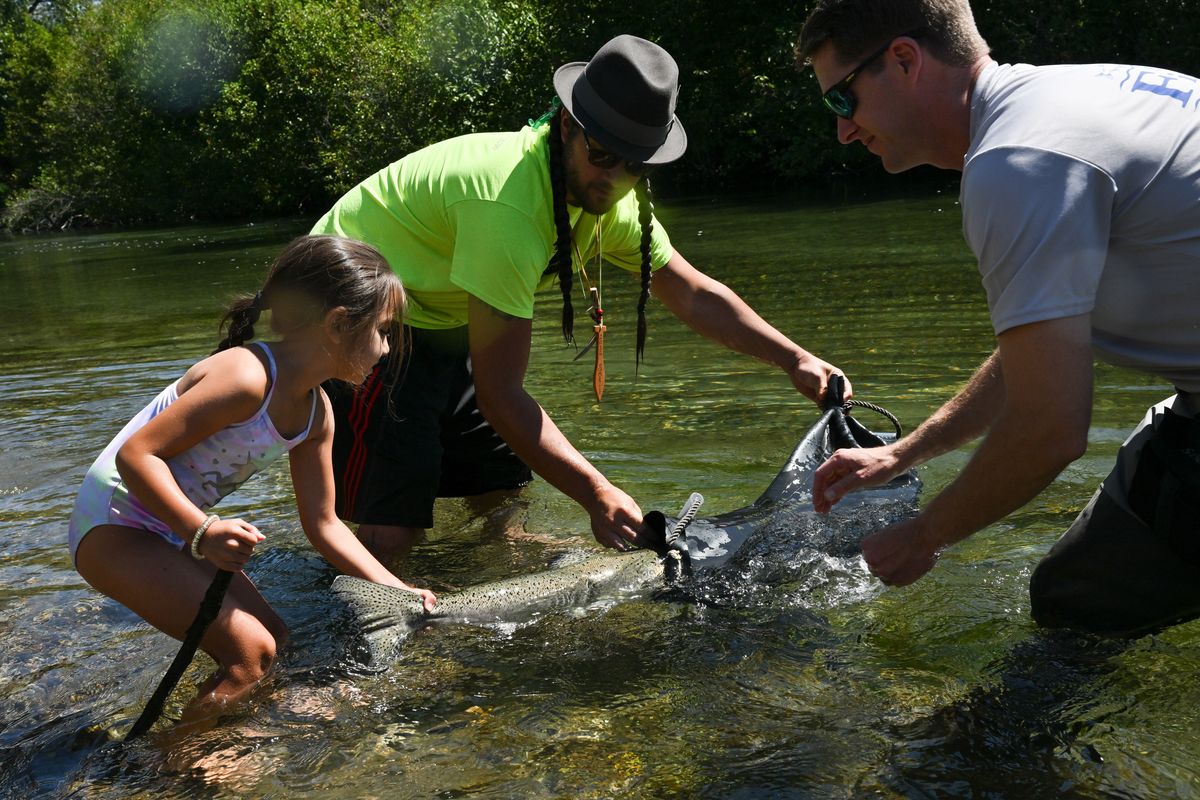 Mila Wynecoop, left, helps her grandfather Joshua Flett, center, and Conor Giorgi, an anadromous program manager with Spokane Tribal Fisheries, release a chinook salmon during a release by the Inland Northwest Land Conservancy and the Spokane Tribe on Aug. 11 at the Glen Tana Conservation Area.  (Tyler Tjomsland/The Spokesman-Review)