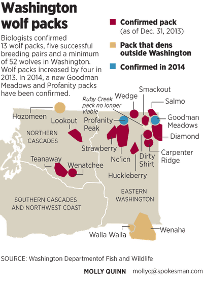 Washington wolf packs continue to evolve.