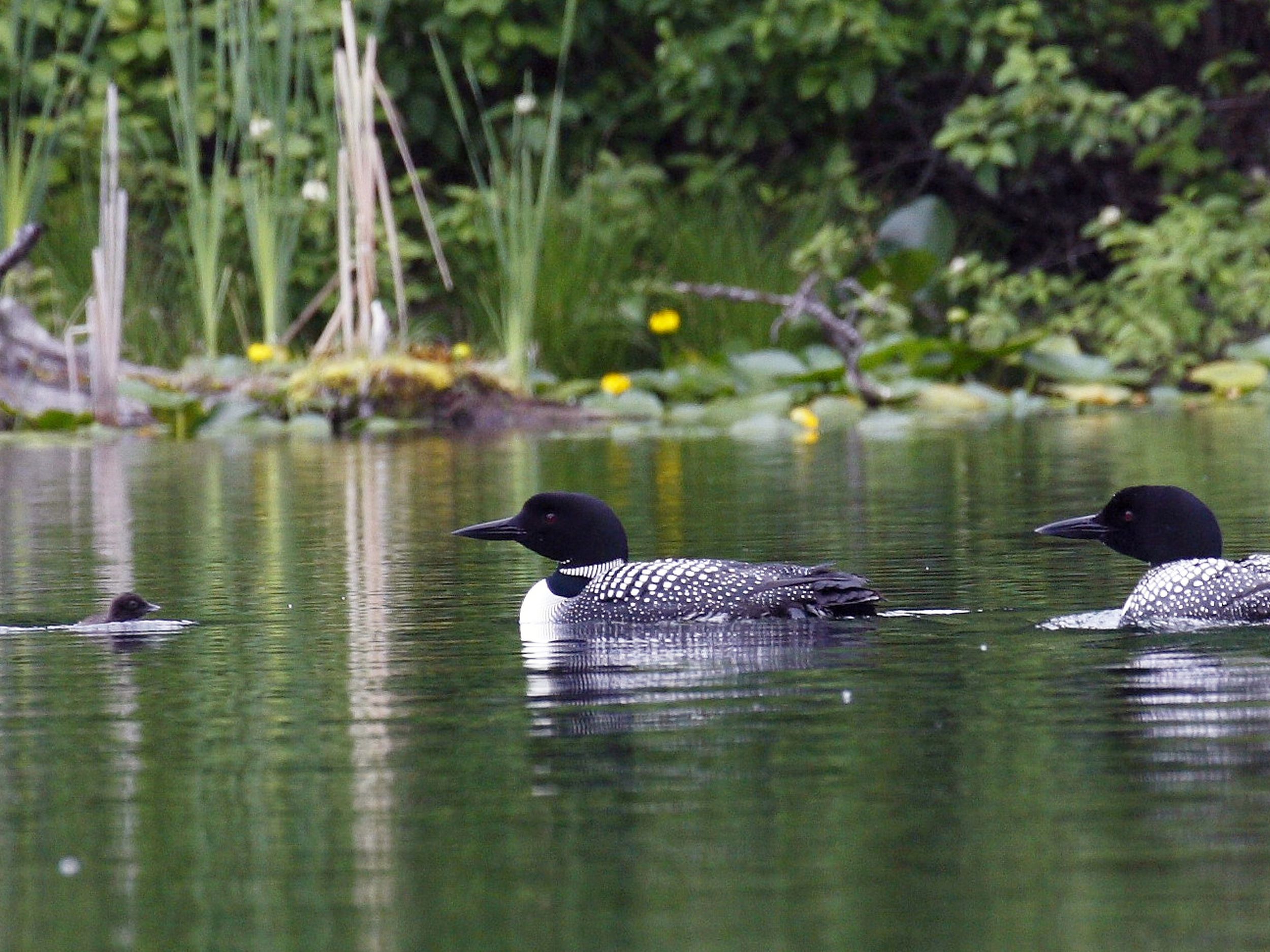 Canada goose vs loon new arrivals