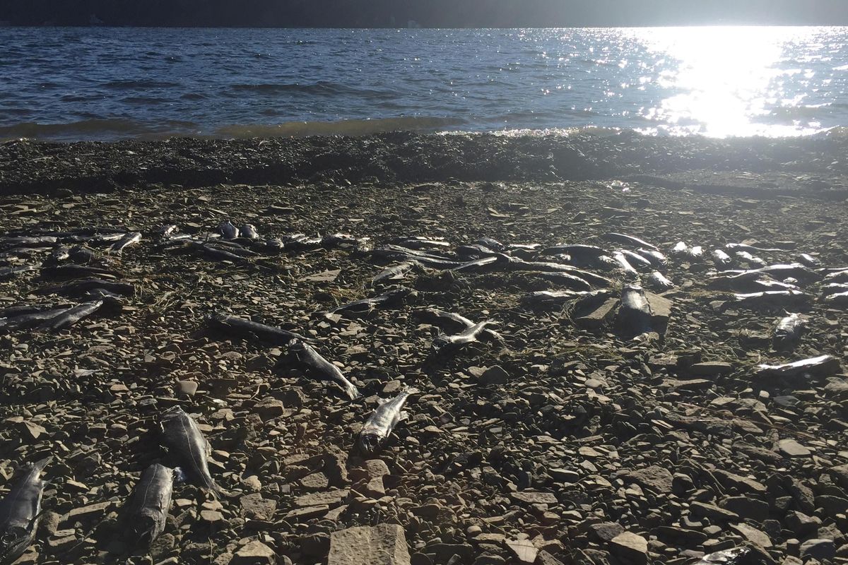 Dead, spawned-out kokanee litter the shores of Lake Coeur d