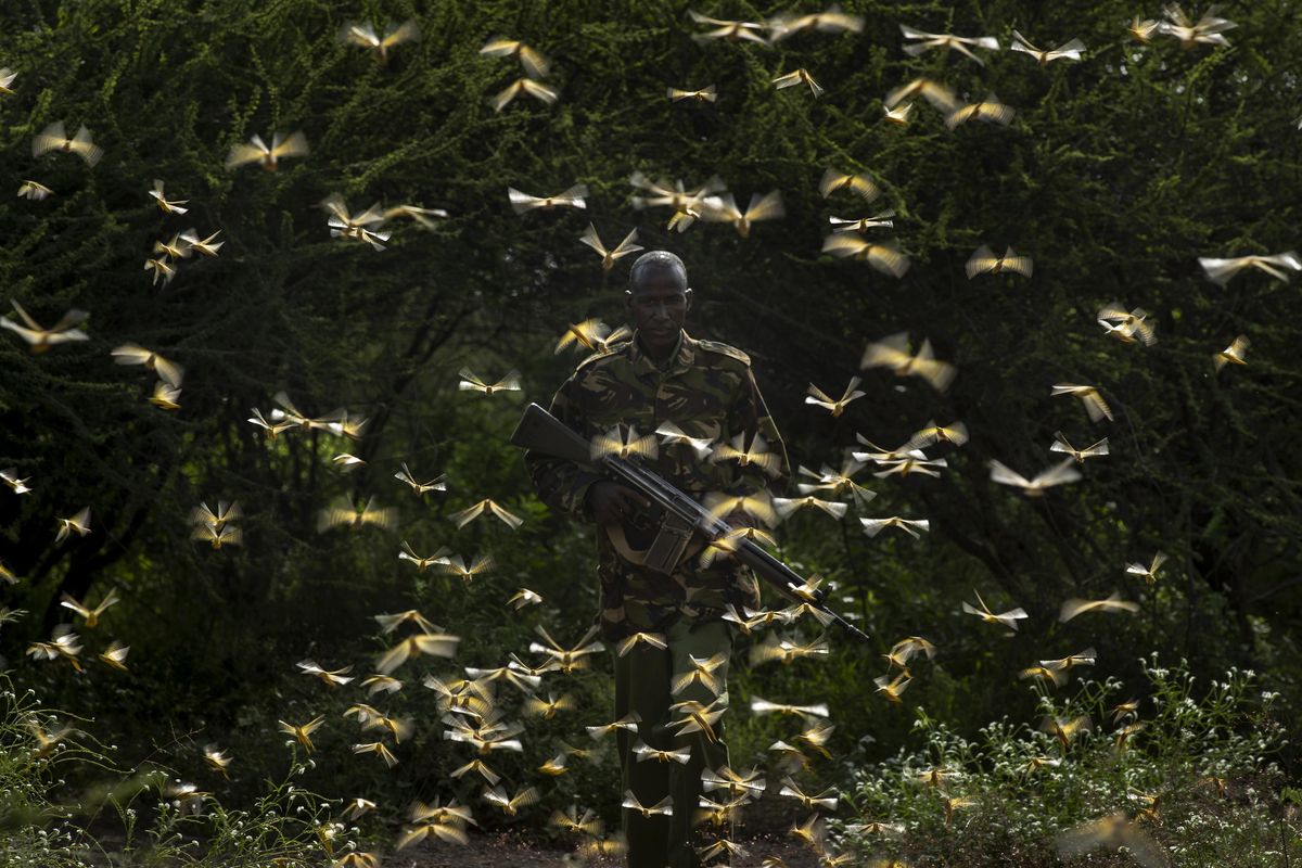 In this photo taken Saturday, Feb. 1, 2020, ranger Gabriel Lesoipa is surrounded by desert locusts as he and a ground team relay the coordinates of the swarm to a plane spraying pesticides, in Nasuulu Conservancy, northern Kenya. As locusts by the billions descend on parts of Kenya in the worst outbreak in 70 years, small planes are flying low over affected areas to spray pesticides in what experts call the only effective control. (Ben Curtis / AP)