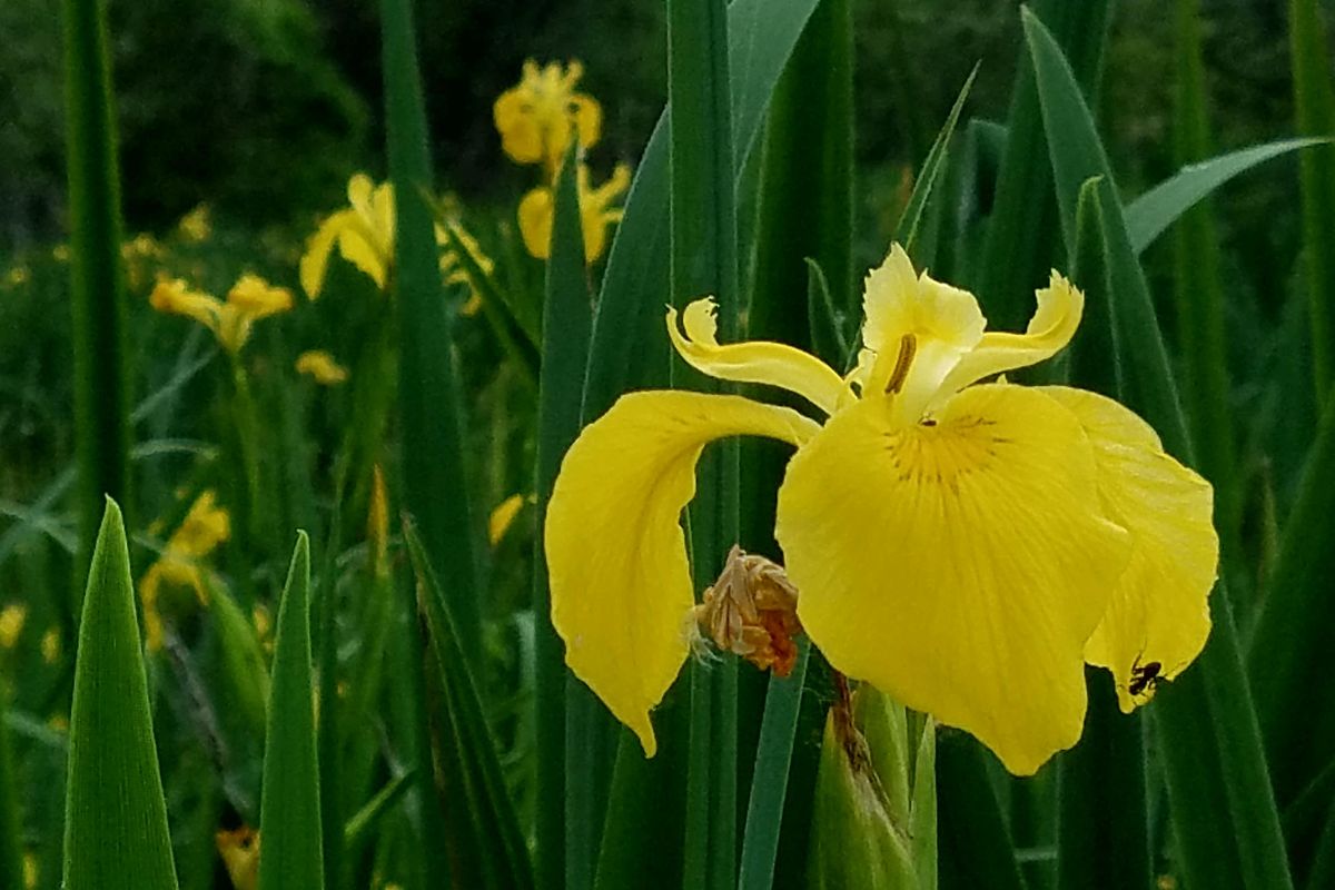 Yellow water iris, a colorful but invasive non-native plant, blooms in profusion in early June along the Little Spokane River. (Rich Landers / The Spokesman-Review)